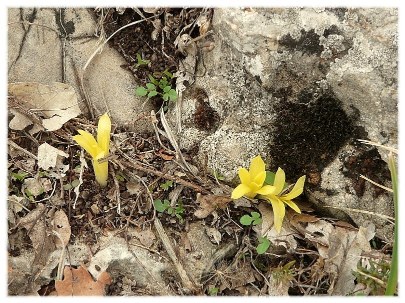 Sternbergia colchiciflora / Zafferanastro appenninico